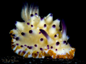 Mexichromis multituberculata.  D300/INON Strobes/105mm. 1... by Richard Witmer 